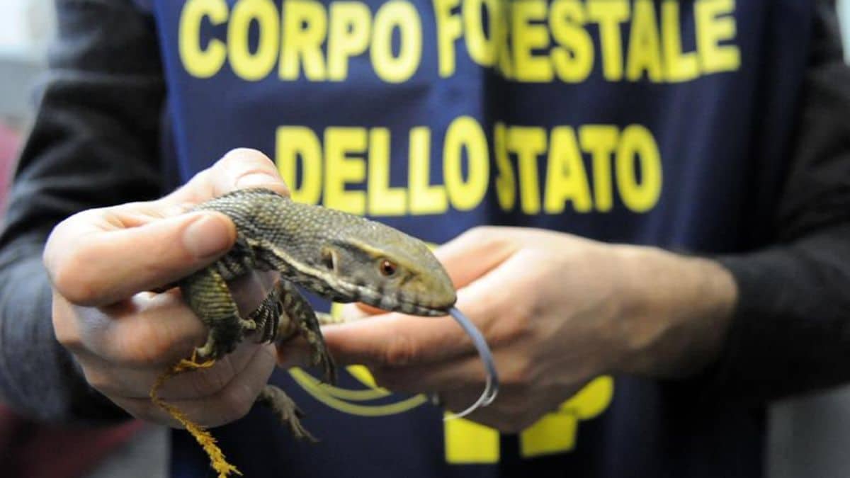 Perché a Roma c’è l’allarme serpenti tra le strade della città