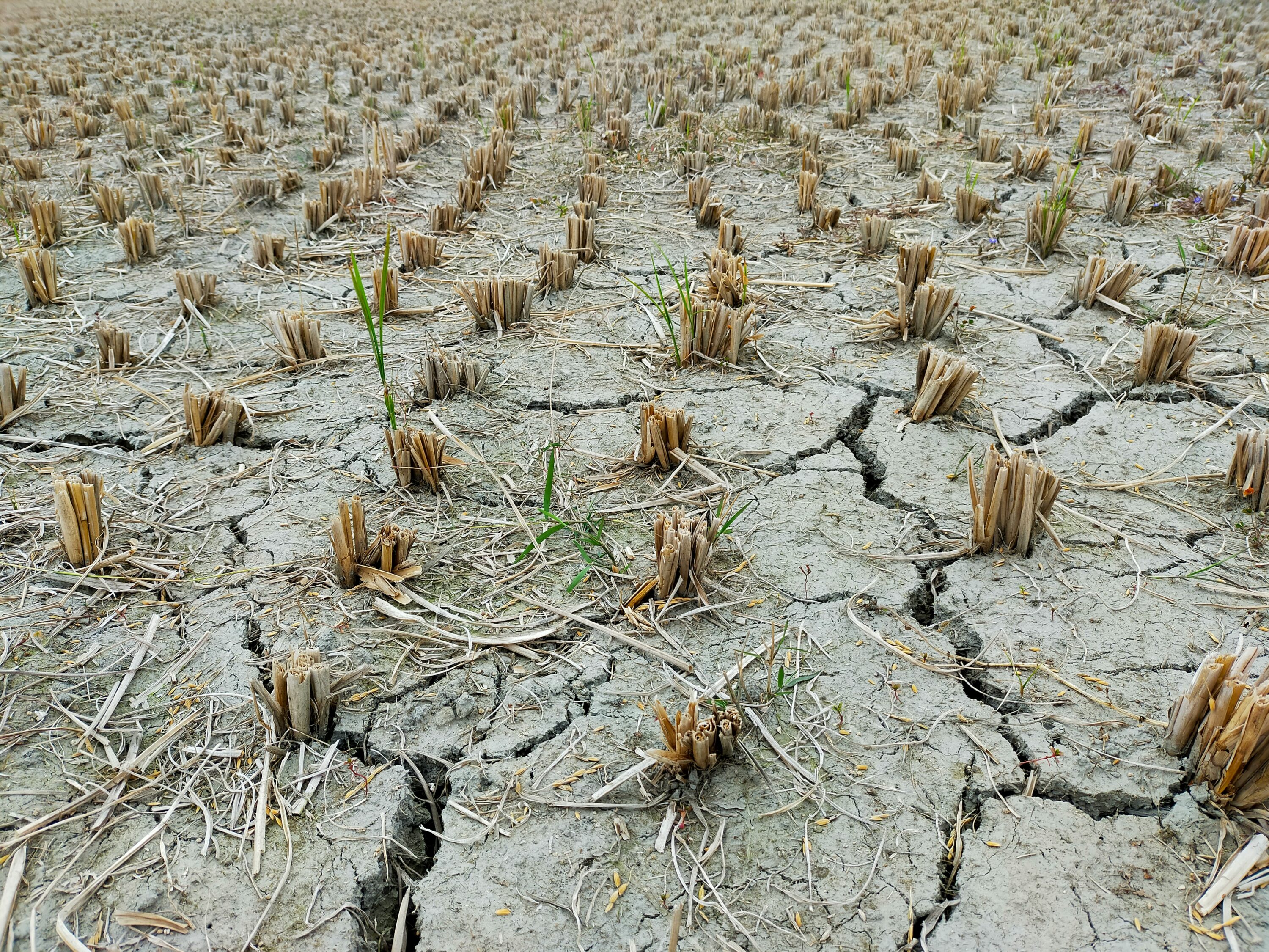 Sì, c’entra il cambiamento climatico con la siccità in Sicilia e Sardegna